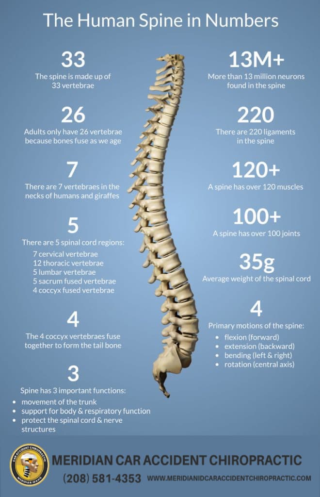 Image of Human Spine showing Meridian Iadaho Car Accident Chiropractor logo